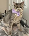 adoptable Cat in powder springs, GA named ABBY
