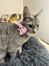 adoptable Cat in powder springs, GA named ZIVA