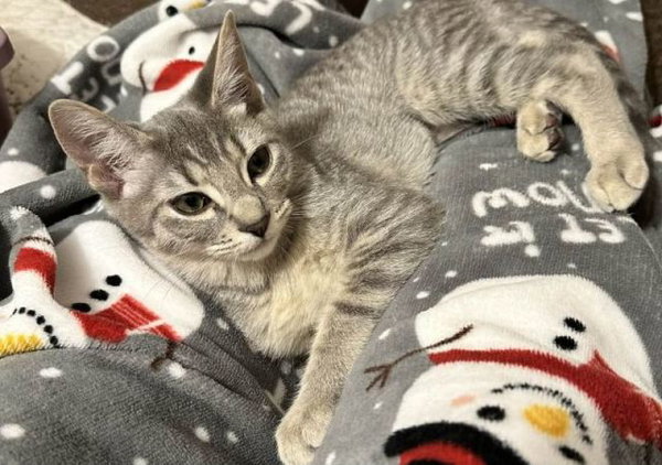 ZIVA