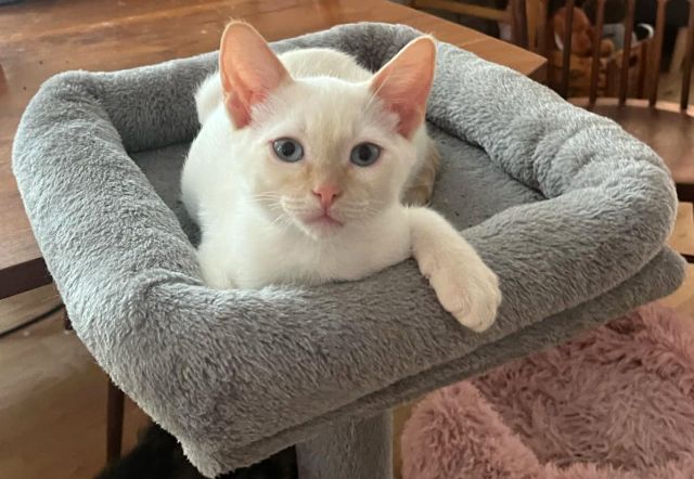 adoptable Cat in Powder Springs, GA named DRACO