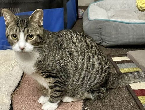 picture of the cat needing adoption