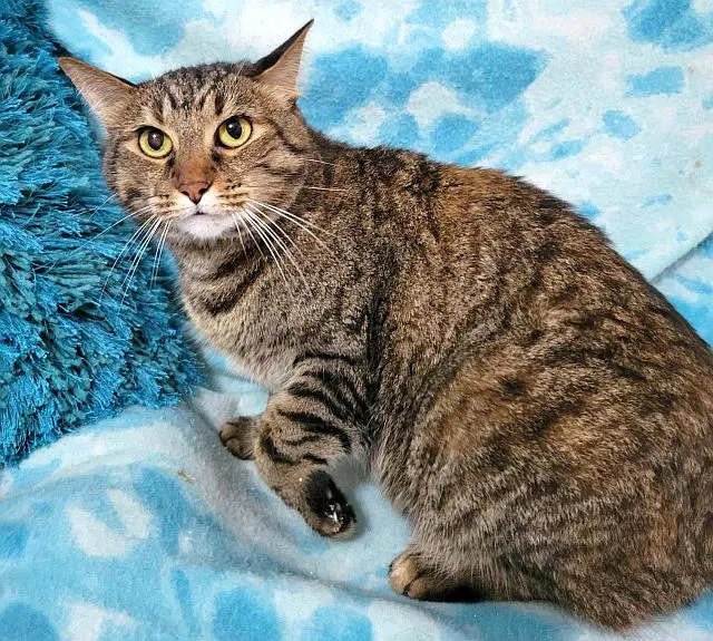 Sienna - Domestic Short Hair