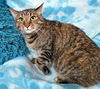 adoptable Cat in dallas, GA named SIENNA