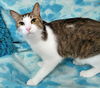 adoptable Cat in powder springs, GA named MEDICI
