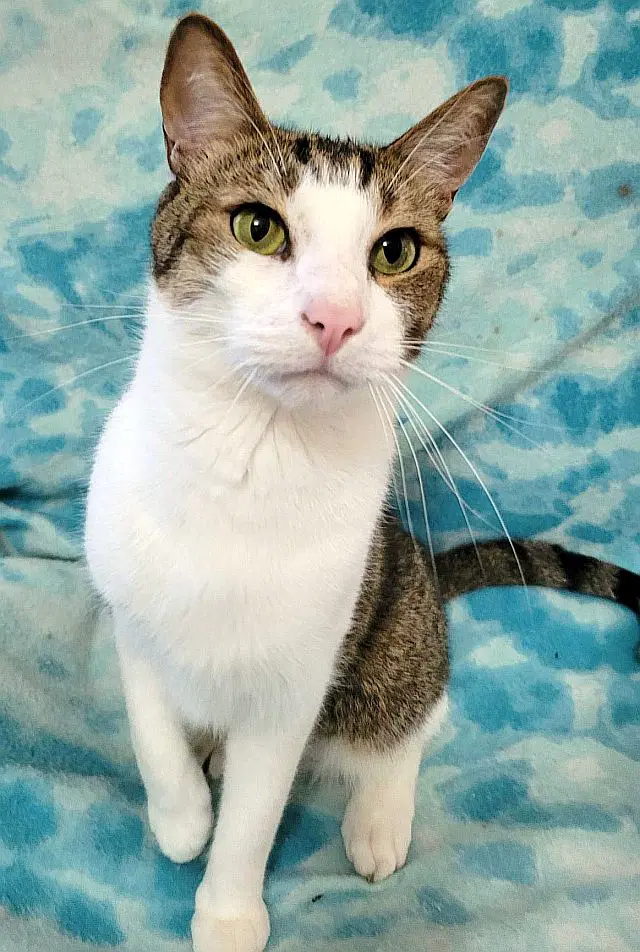 Medici - Domestic Short Hair