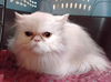 adoptable Cat in powder springs, GA named LILY