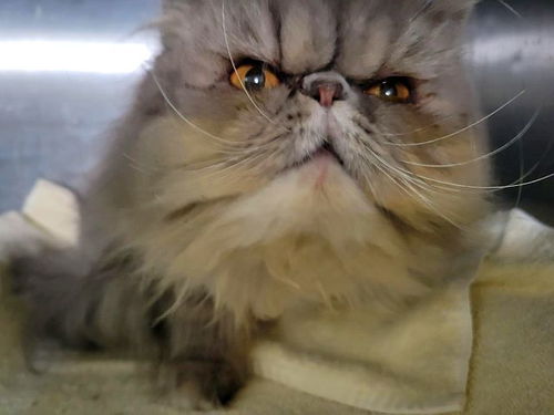 picture of the cat needing adoption