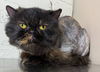 adoptable Cat in powder springs, GA named DAISY