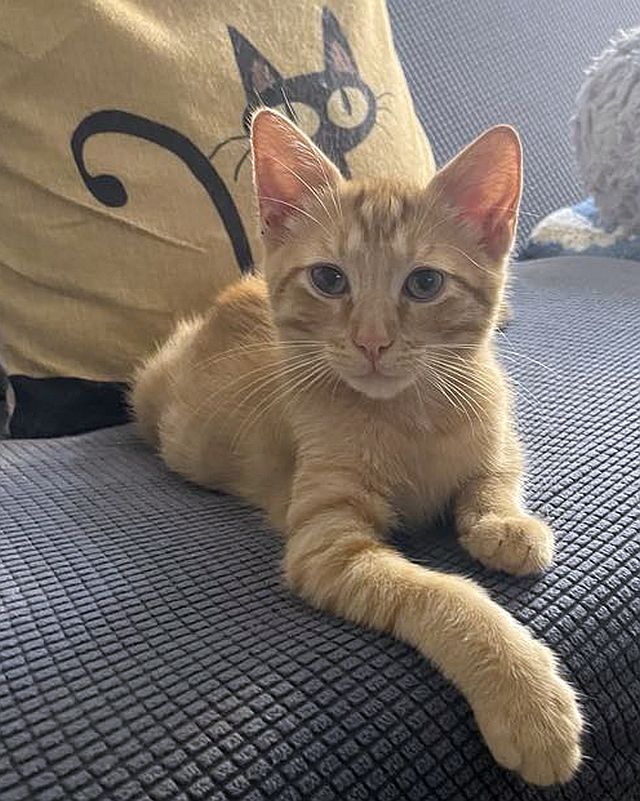 adoptable Cat in Powder Springs, GA named R'ED SHEERAN