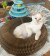 adoptable Cat in powder springs, GA named BOSS