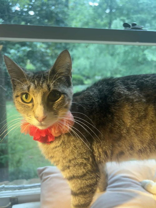 picture of the cat needing adoption