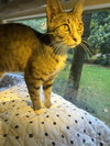 MIDGE - Photo 2