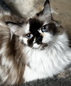 JACKIE - Photo 1