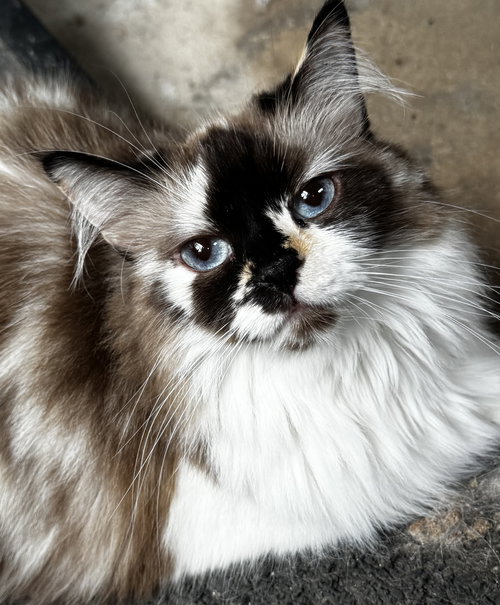 picture of the cat needing adoption