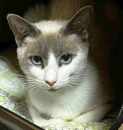 picture of the cat needing adoption