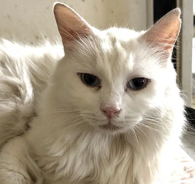 Blu Barry - Domestic Medium Hair