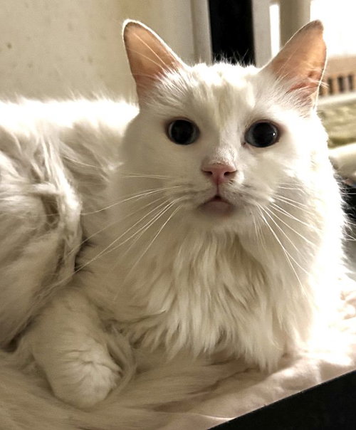 BLU BARRY - Domestic Medium Hair available for adoption