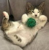 KISMET - Photo 3