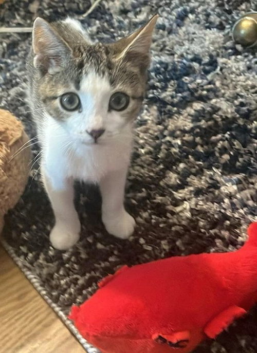 KISMET - Domestic Short Hair available for adoption