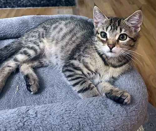 picture of the cat needing adoption