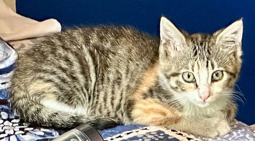 picture of the cat needing adoption