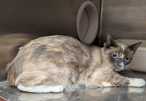 picture of the cat needing adoption