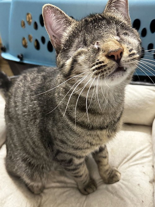 KIOSHI - Domestic Short Hair available for adoption