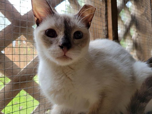 TORY - Snowshoe available for adoption