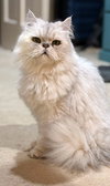FELIX - Photo 1