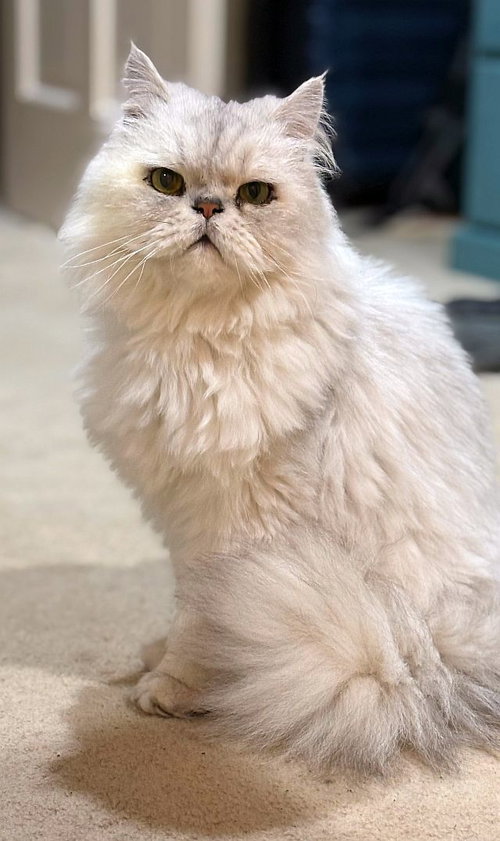picture of the cat needing adoption