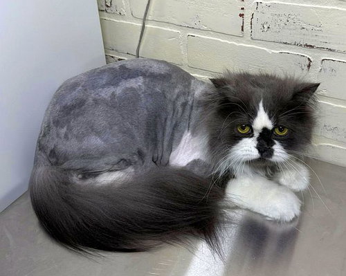 picture of the cat needing adoption