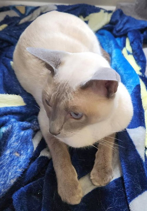 picture of the cat needing adoption