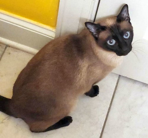 picture of the cat needing adoption
