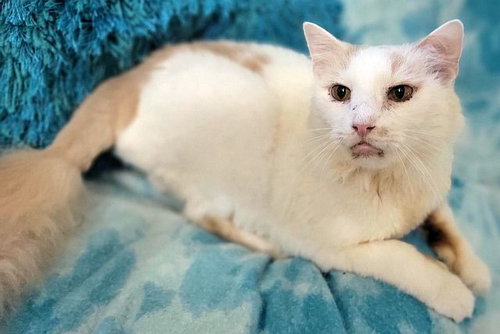 DASH - Domestic Medium Hair available for adoption