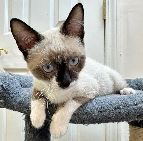 MILO