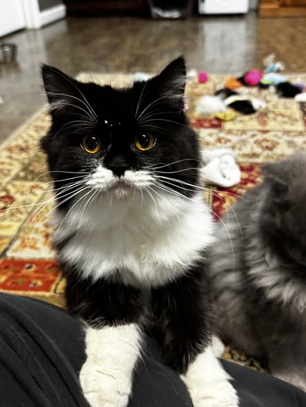 picture of the cat needing adoption