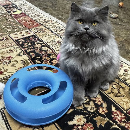 picture of the cat needing adoption