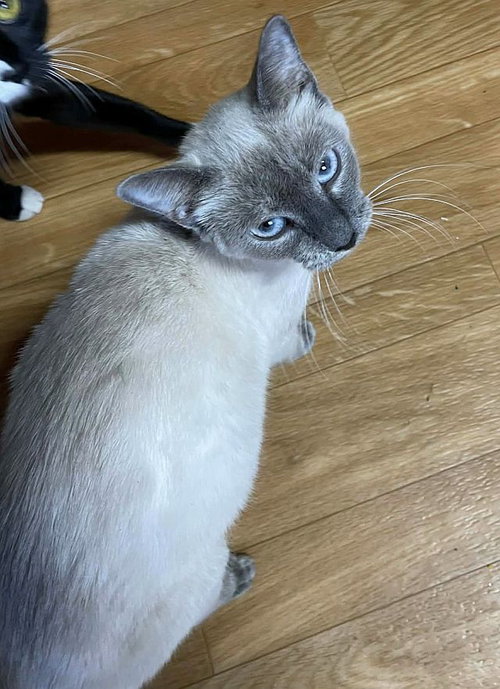 picture of the cat needing adoption