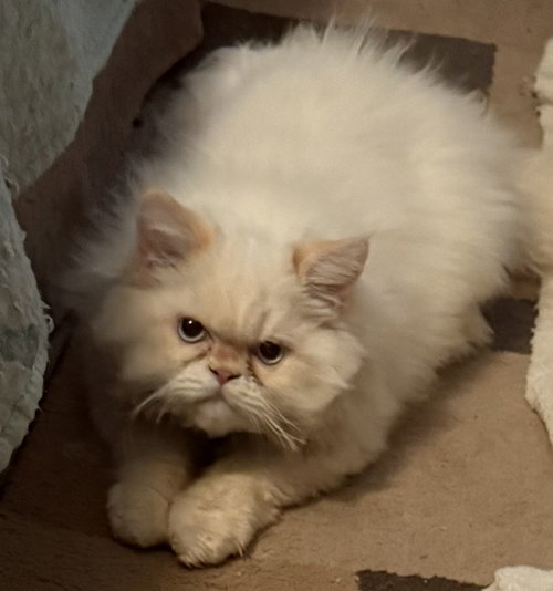 KONRAD, an adoptable Himalayan in Powder Springs, GA