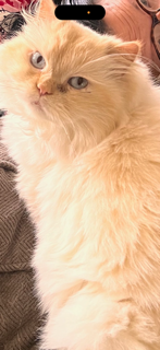 EVEREST, an adoptable Himalayan in Powder Springs, GA
