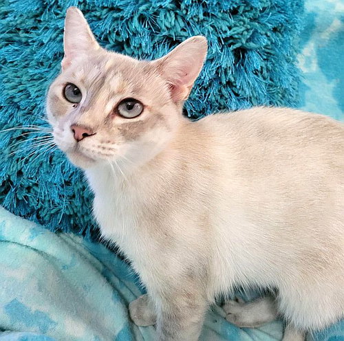 MELODY, an adoptable Siamese in Powder Springs, GA