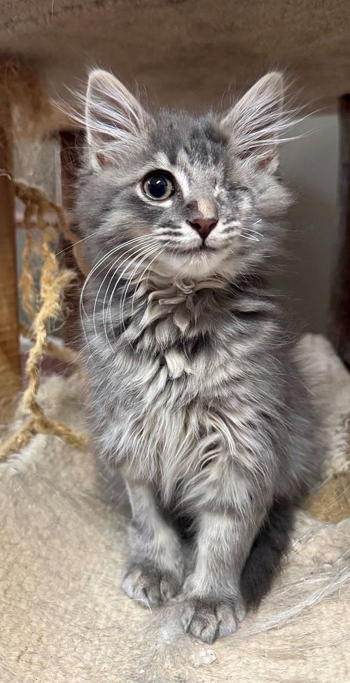 TEDDY BOBBY, Baby Domestic Medium Hair / Maine Coon (medium coat), cat for adoption in Sandy Springs, Georgia