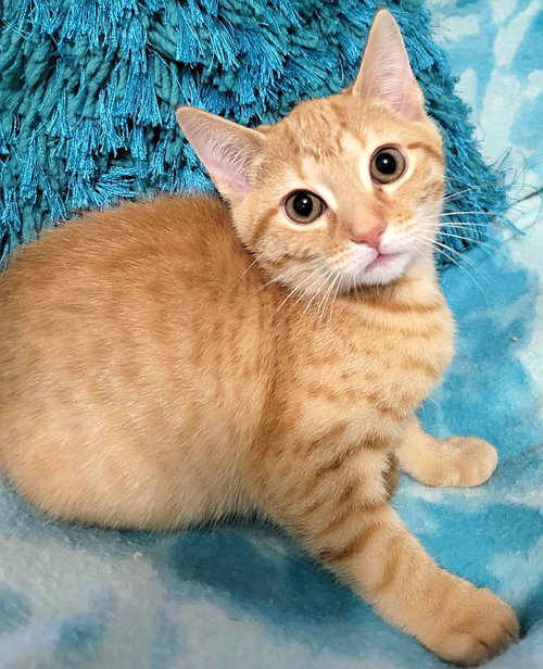 STAR-LITE, an adoptable Domestic Short Hair in Powder Springs, GA