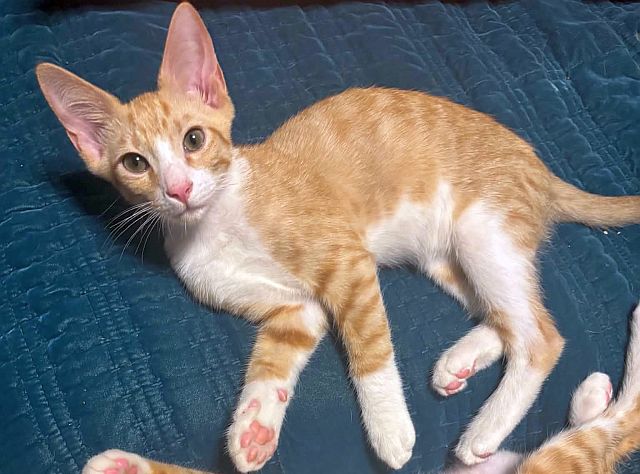 Stompers, Domestic Short Hair