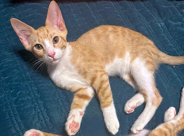 Stompers - Domestic Short Hair
