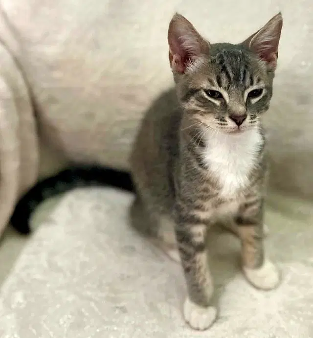 Sasha - Domestic Short Hair