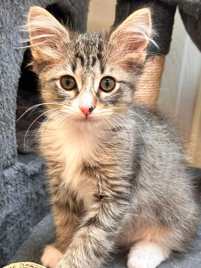 Leo, Domestic Medium Hair