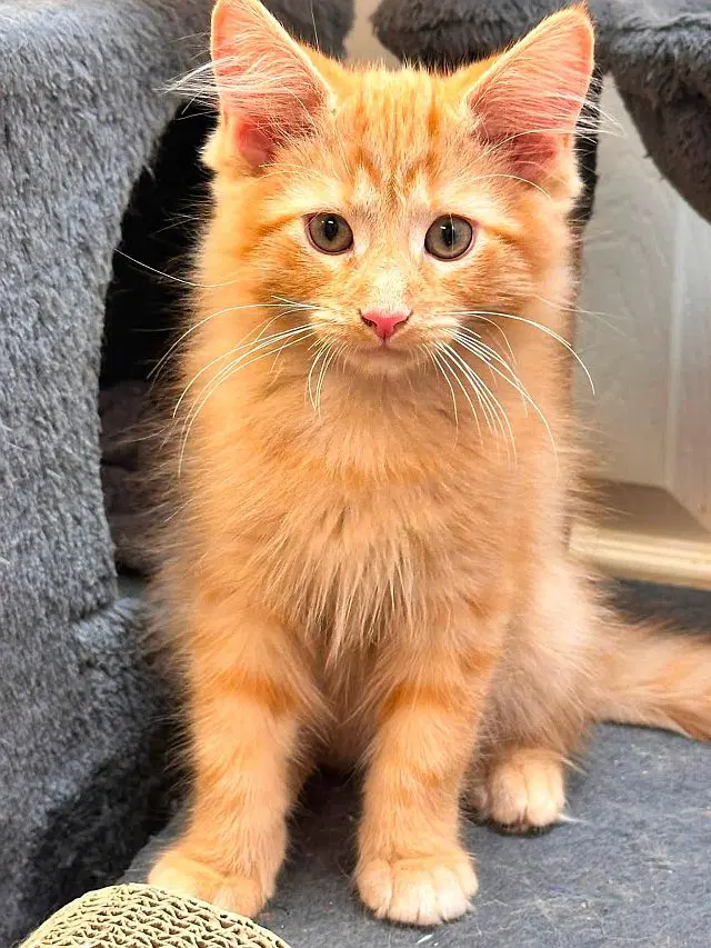 Larry - Domestic Medium Hair