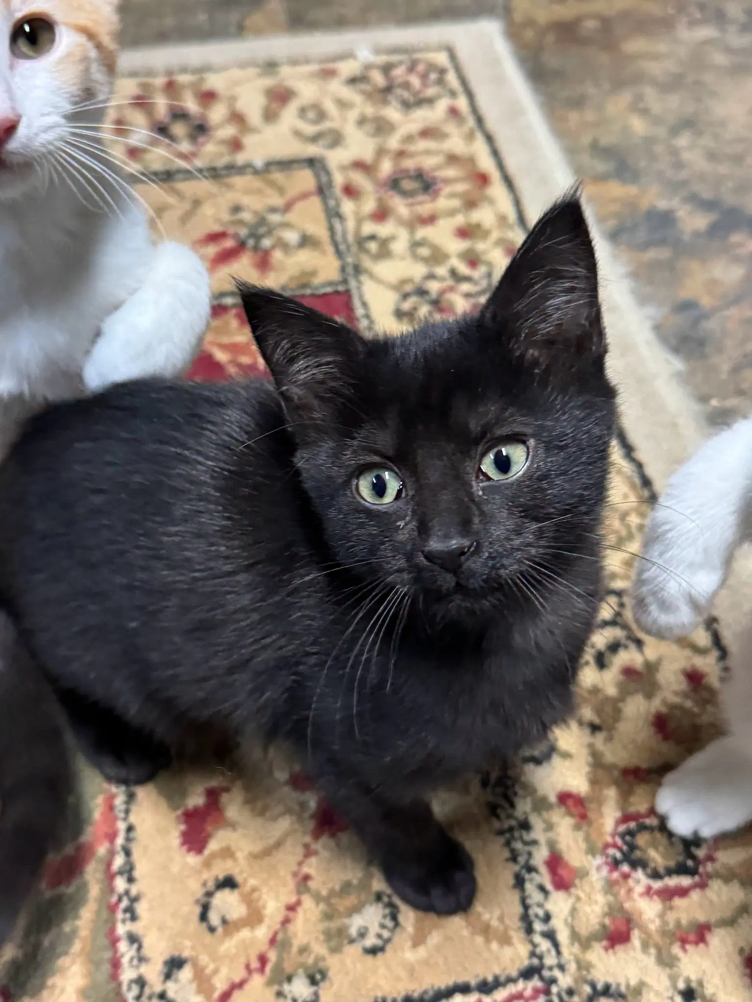 Raven - Domestic Short Hair
