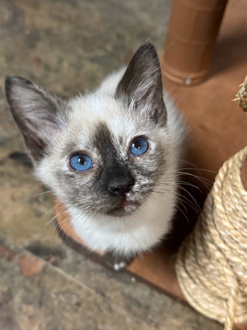 KOALA, a cat for adoption from Fancy Feline Rescue of the South